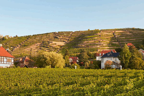 Bild 2 von Weingut Hoflößnitz